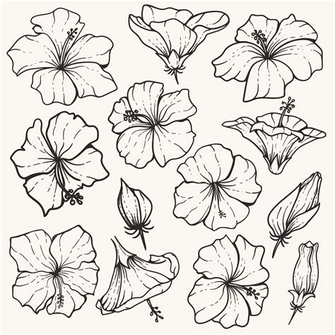 comparaison visuelle entre un hibiscus minimaliste et un hibiscus style tribal