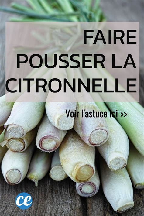 Infographie sur les bienfaits nutritionnels et médicinaux de la citronnelle