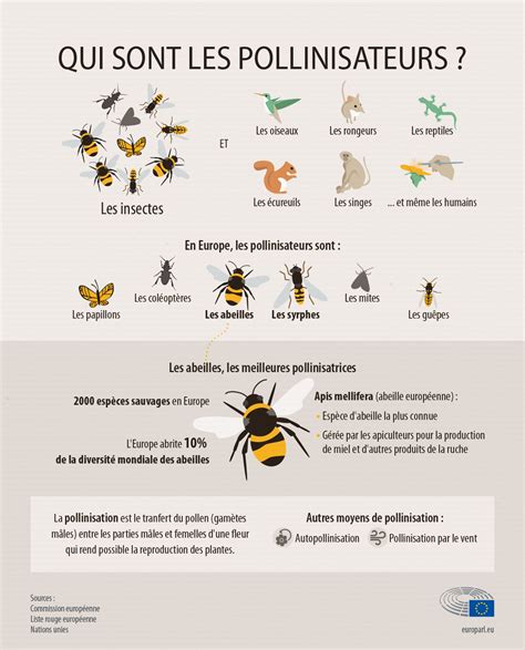 Infographie montrant la diversité des insectes pollinisateurs et leur efficacité respective