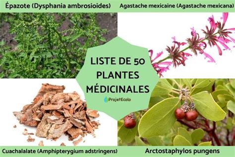 Exemple de diversité de plantes médicinales produites dans les serres Tijou-Cailleau