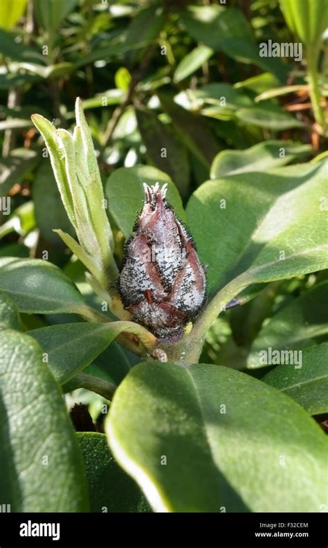 Détail d'un bouton floral atteint de Bud blast