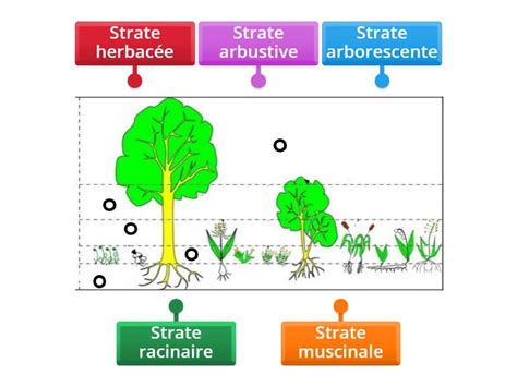 Schéma illustrant les différentes strates de diversification agricole : transformation, énergie, accueil et production maraîchère complémentaire.