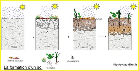 Schéma illustrant la porosité naturelle d'un sol forestier comparée à un sol labouré compacté