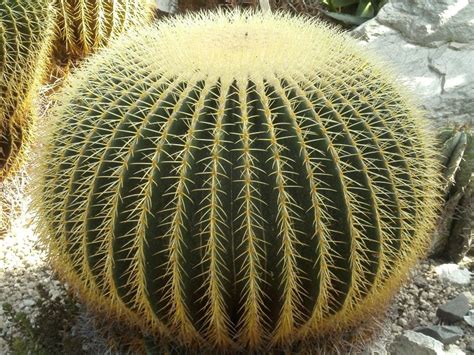 Gros plan sur un exemplaire adulte de Echinocactus grusonii