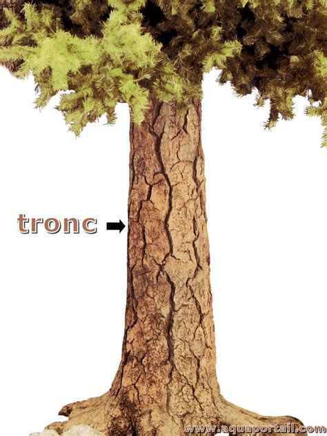 Schéma illustrant la zone de protection autour d'un tronc d'arbre pour empêcher la montée des chats