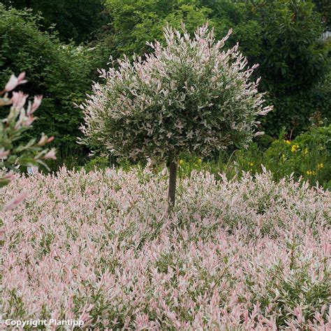 Arbuste Salix Flamingo avec ses jeunes pousses printanières roses et sa silhouette buissonnante dans un jardin contemporain