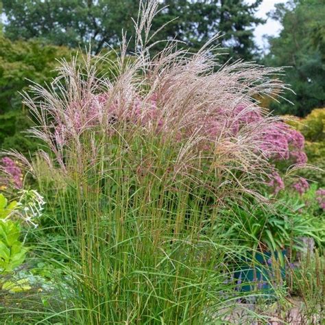 Plan de massif associant Salix Flamingo, Miscanthus et Heuchera pour un contraste de textures et de couleurs
