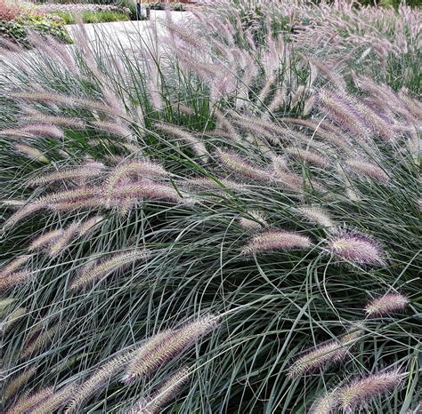 Pennisetum alopecuroides Hameln en pleine floraison dans un massif