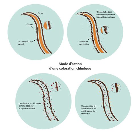 Schéma illustrant la différence entre la coloration d'oxydation (ouverture des écailles) et la coloration végétale (gainage de la fibre)
