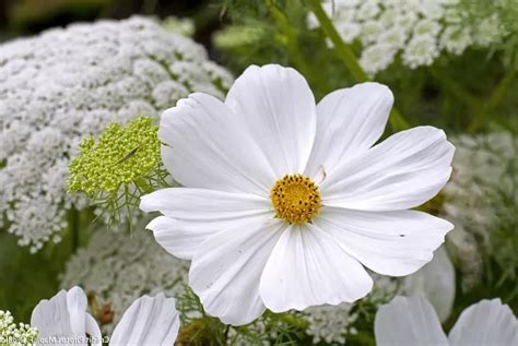 Massif de fleurs blanches avec marguerites et cosmos