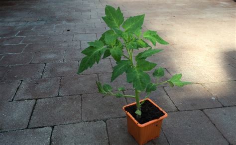 jeunes plants de tomates en godets sur un rebord de fenêtre