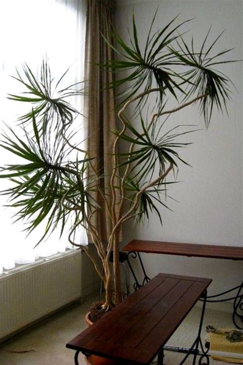 Silhouette élégante d'un Dracaena marginata mature dans un intérieur lumineux