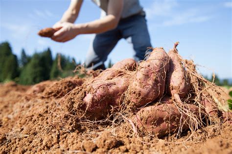 Photo de récolte de patates douces fraîchement sorties de terre avec une fourche