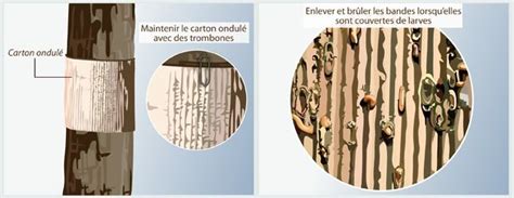 Image montrant l'installation correcte d'une bande piège en carton ondulé autour du tronc d'un prunier.