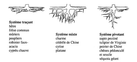 Schéma illustrant le système racinaire superficiel du rhododendron et le paillage