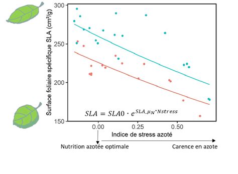 Schéma illustrant l'indice de surface foliaire (LAI) comme rapport entre la surface des feuilles et la surface du sol