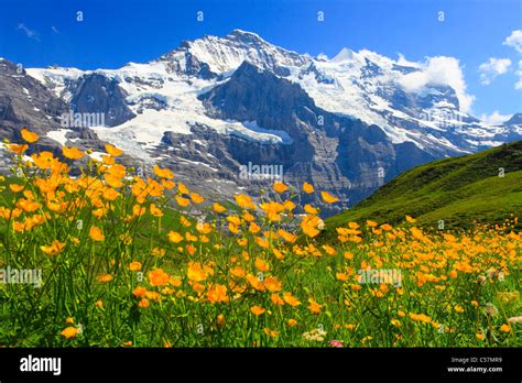 paysage montagnard en Vanoise avec flore alpine
