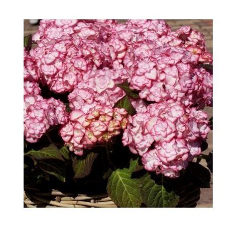 Feuillage pourpre de l'Hortensia 'Miss Saori' au printemps