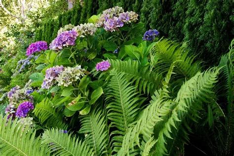 Massif d'hortensias avec des hostas et des fougères