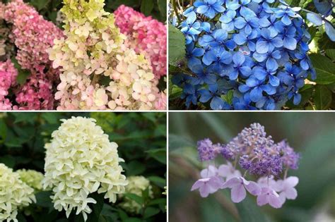 Carte des origines des hortensias macrophylla et serrata