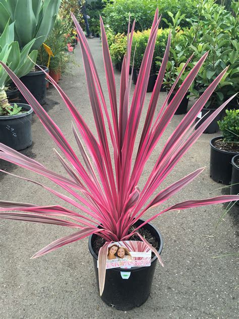 Cordyline Pink Passion en pot
