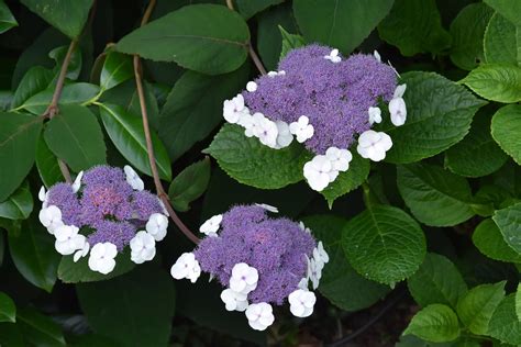 Quelques variétés d'hortensias avec leurs caractéristiques distinctives