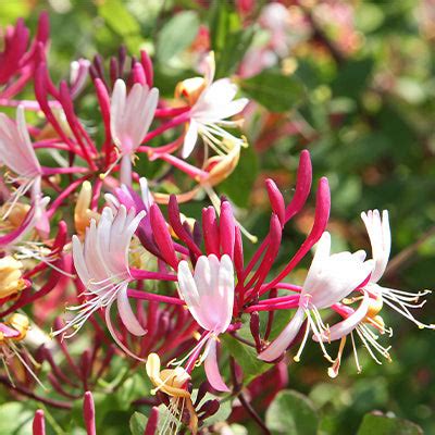 Plantes grimpantes parfumées : chèvrefeuille et jasmin