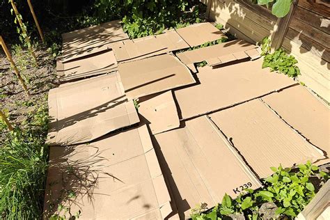 jardin paillé avec des cartons