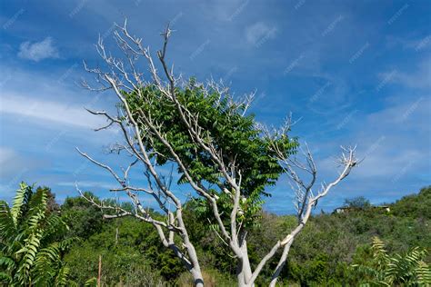 Arbre fruitier avec des branches mortes et des feuilles jaunies