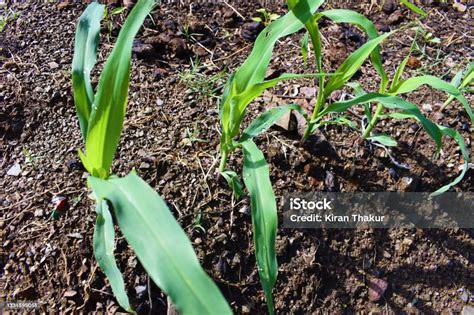 Comparaison de la croissance de jeunes plants de maïs avec et sans engrais starter