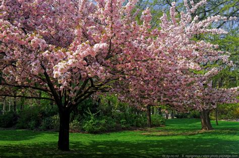 Cerisier en fleurs au printemps