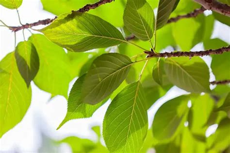 Feuilles de cerisier détaillées