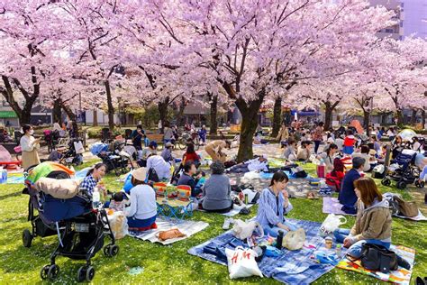 Cérémonie du Hanami au Japon