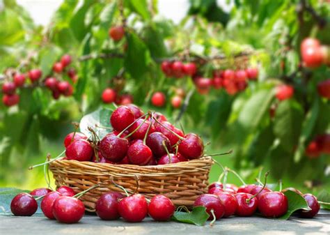 Arbre fruitier sain avec une abondance de cerises