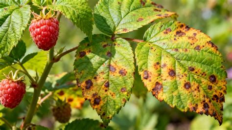 taches anthracnose framboisier
