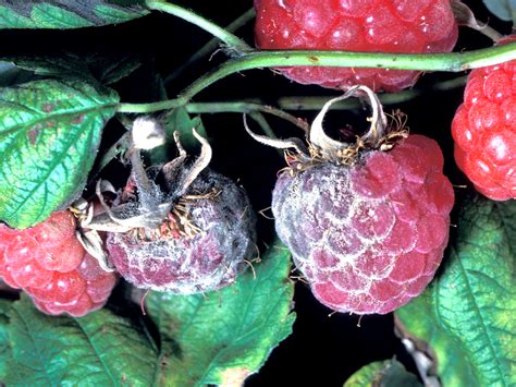 pourriture grise framboise