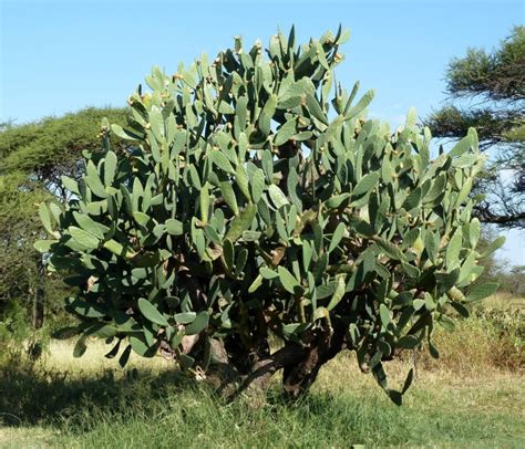 Opuntia ficus-indica dans son habitat naturel