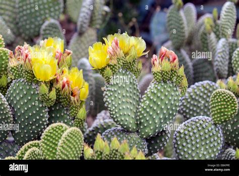 Cactus oreille de lapin