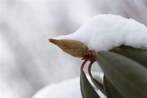 Rhododendron sous la neige