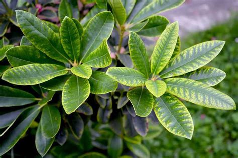 Feuilles de Rhododendron atteintes de chlorose