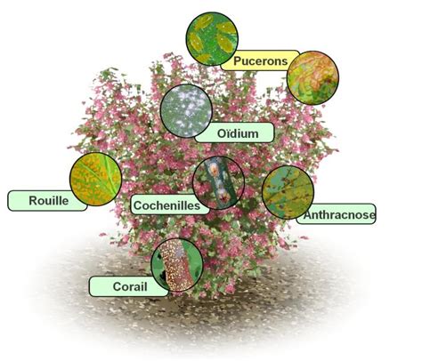 Schéma explicatif des différentes maladies et parasites du groseillier sur un plant en bonne santé