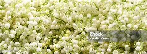 Champ de muguet en fleurs