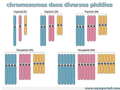 Comparaison entre ray-grass diploïde et tétraploïde