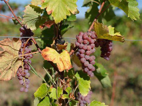 variétés de vignes résistantes