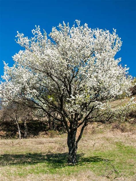 Arbre de prunier en fleurs au printemps