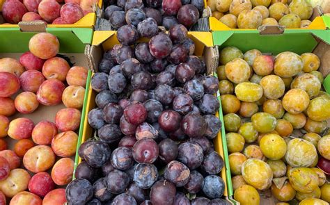 Assortiment de prunes de différentes couleurs et tailles