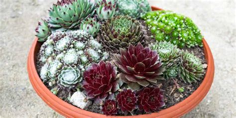 Plantes grasses variées avec leurs rosettes caractéristiques