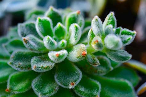 Main tenant une petite brosse douce nettoyant une plante grasse