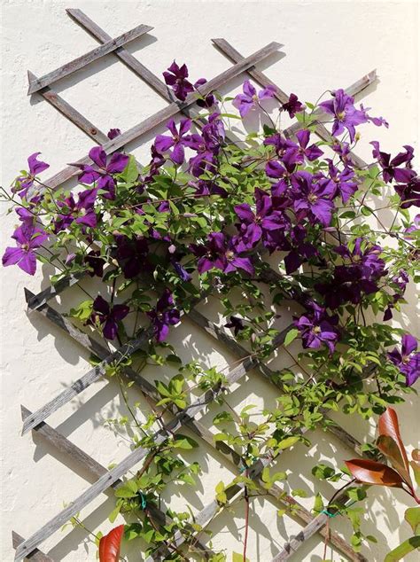 Clématite 'Étoile Violette' sur un treillis