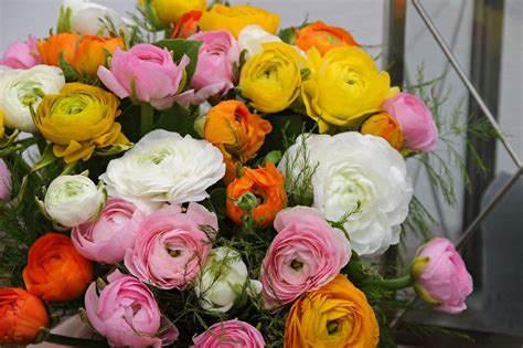 Taille des fleurs fanées de renoncules